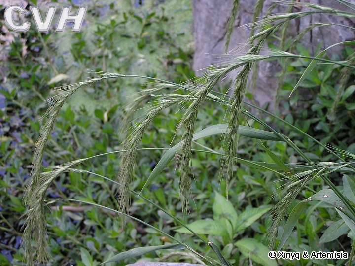  p> a target="_blank" href="/item/内蒙古鹅观草/10419679" data