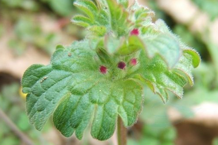  p>宝盖草(学名:lamium amplexicaule l.