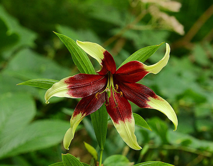  p>紫斑百合(学名: i>lilium nepalense /i>  d.