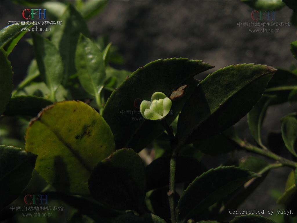  p>绿冬青(学名:ilex viridis champ. ex benth.