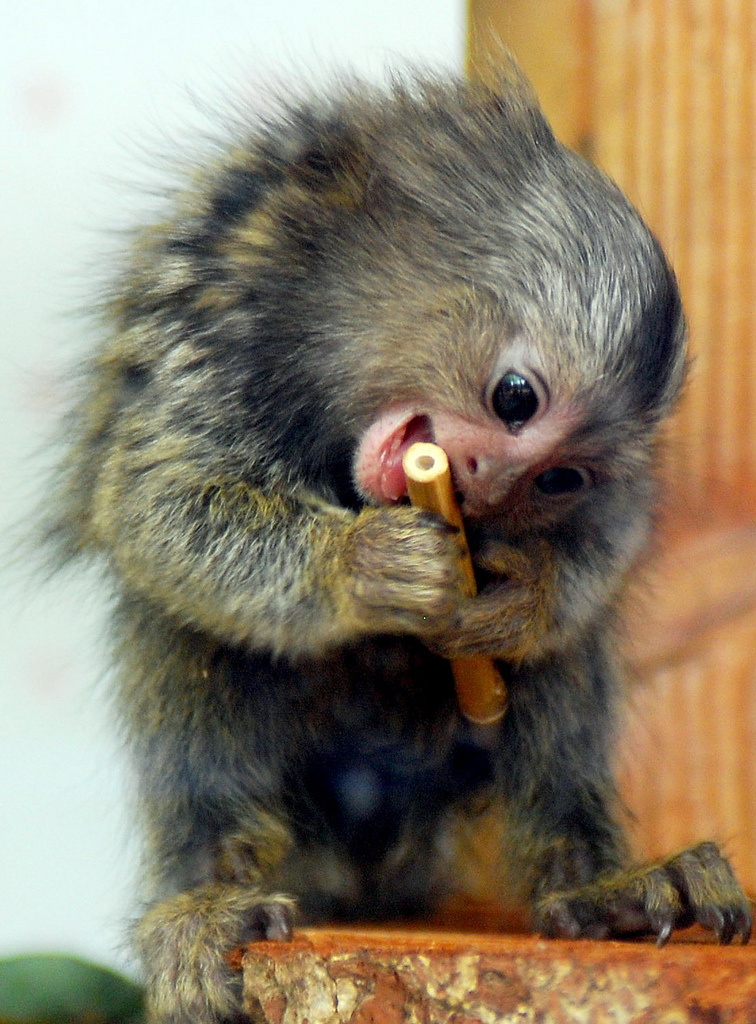 河上游森林中的 a target="_blank" href="/item/侏儒猴/16242139"