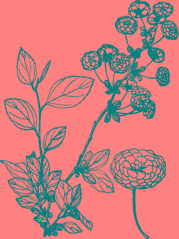  p>李叶绣线菊(学名: i>spiraea prunifolia /i> sieb. et zucc.