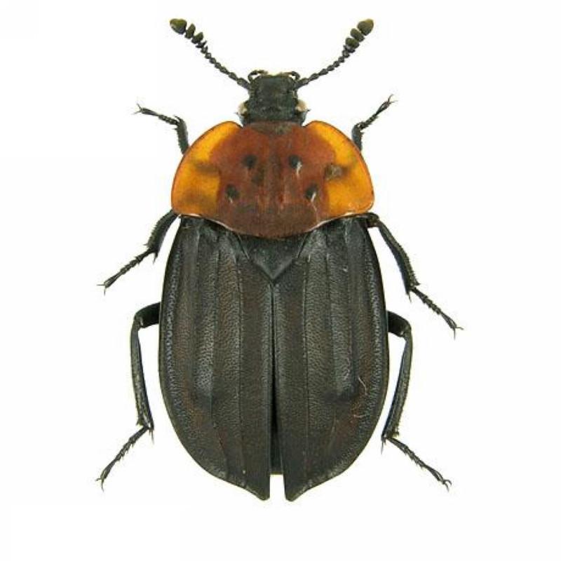  p data-id="gnwuavksku">食尸虫,又叫埋葬虫