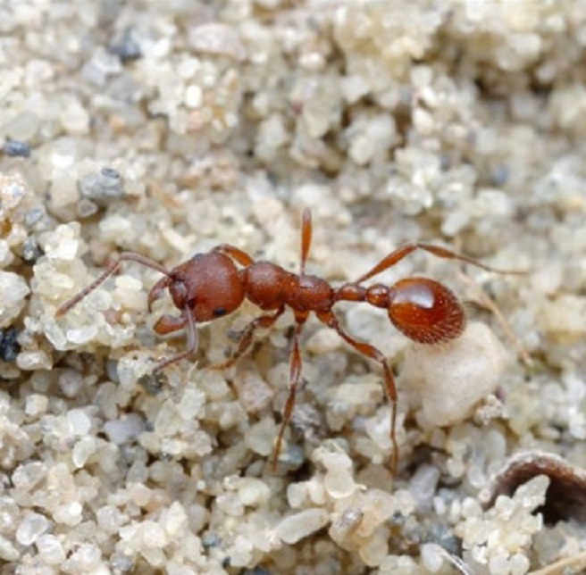 亚科/1825051" data-lemmaid="1825051">切叶蚁亚科 /a>,属中小型蚂蚁