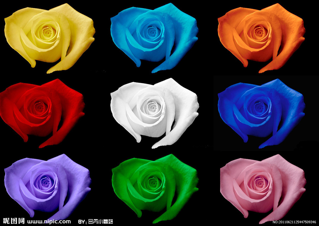  p data-id="gnwpreraao">超绚的彩虹玫瑰花,一朵花上的每个花瓣都