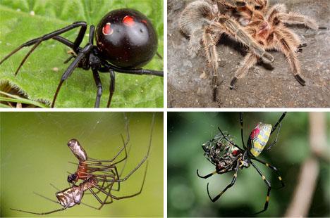  p>红斑蛛,也称黑寡妇蛛,属于球腹蛛科,及狼蛛科中的 a href="#" data