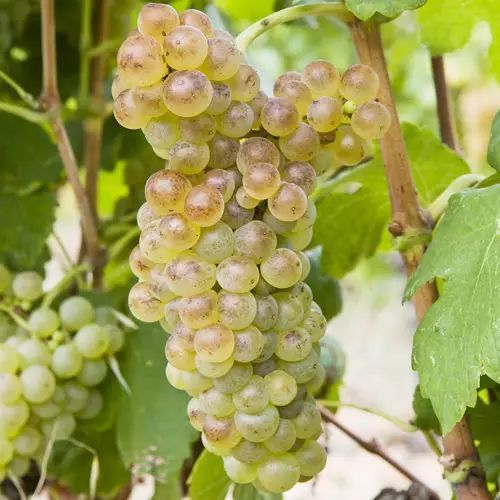 是酿酒葡萄的一种,属 b> a target="_blank" href="/item/白色葡萄">