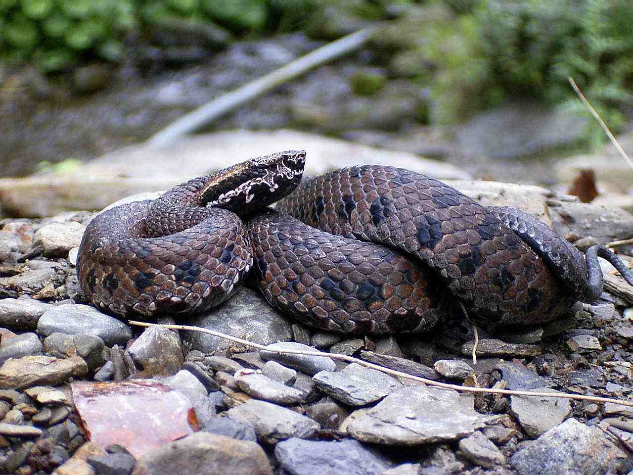  p>台湾毒蛇中,多数人只知道龟壳花,其实有三种,分别是平地的龟壳花, 