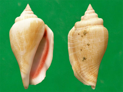  p>白驼背凤凰螺是 a target="_blank" href="/item/凤凰螺科/1091864