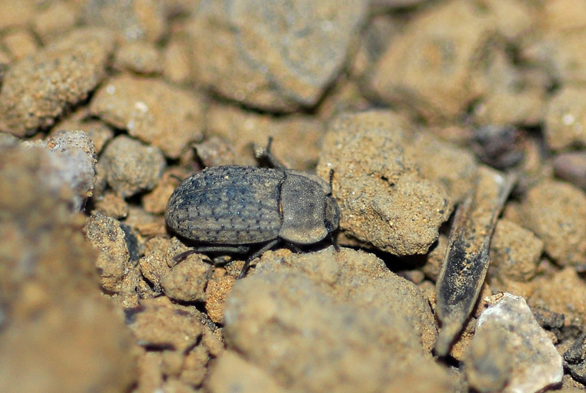  p>拟步甲科是属昆虫纲鞘翅目中的一科,世界性分布,以沙漠干旱地区多