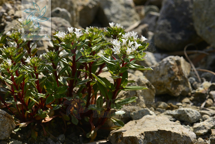  p>滨海珍珠菜(lysimachia mauritiana lam. encycl. meth.