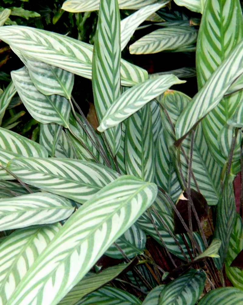 是竹芋科竹芋属多年生常绿草本植物;地上茎柔弱,二歧分枝;叶卵形或或