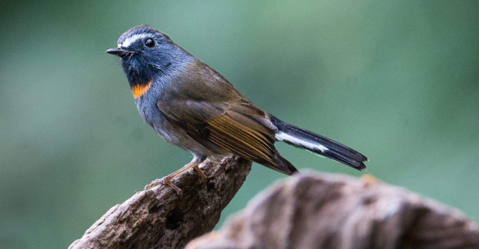 rufous-gorgeted flycatche