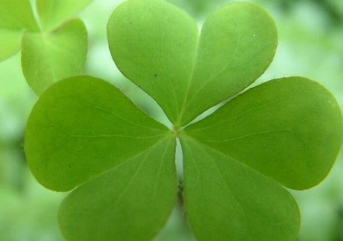  p>雯心草由三片叶子组成,叶子呈规则心形,非常美观.