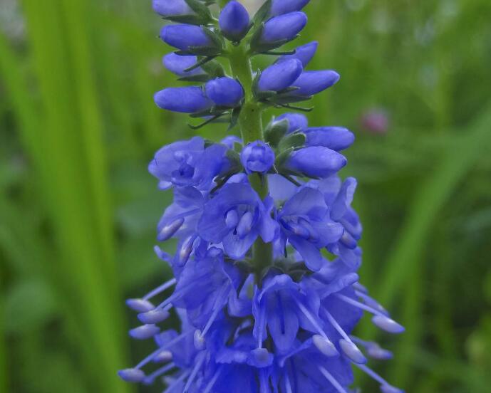  p>蓝钻凤仙花(blue diamond impatien,学名impatiens namchabarwe