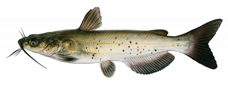  p>斑点叉尾鮰( span class="ref" data-ctrid="szbyoq7bch4f"> span