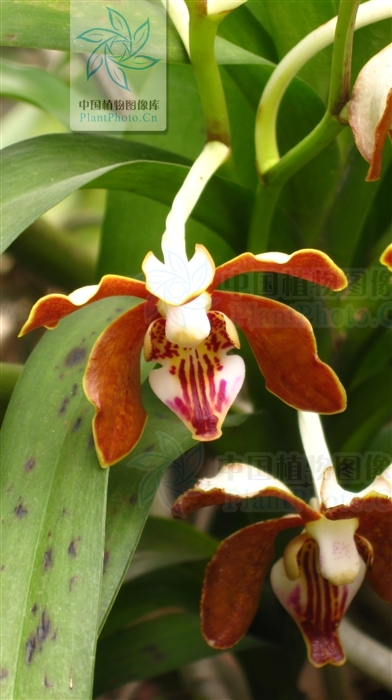 vanda subconcolor tang et wang