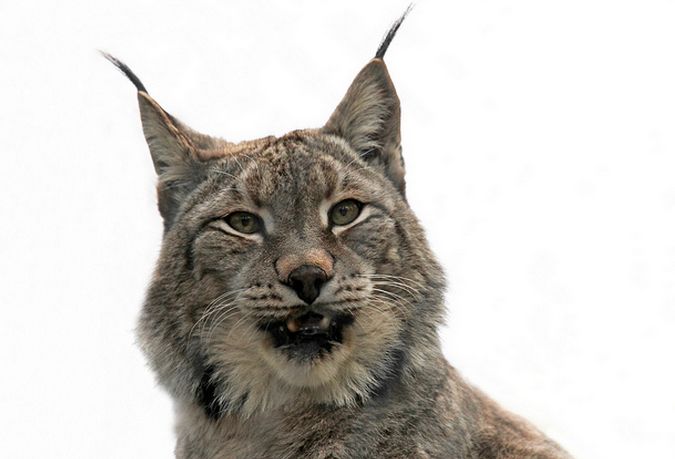  p>猞猁(学名: span class="ref" data-ctrid="sw2qc3bqfp4k"> i>