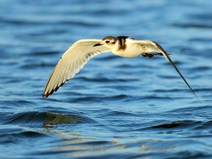  p>小鸥(学名: i>larus minutus /i>)鸥科鸥属鸟类,属小型水禽,体长28