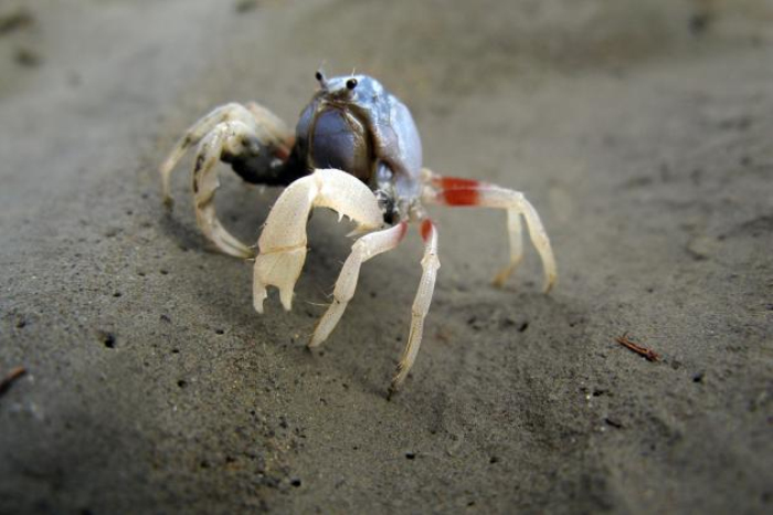  p>身体的颜色搭配醒目,圆球状的甲壳呈蓝紫色,细长的步足与螯足呈