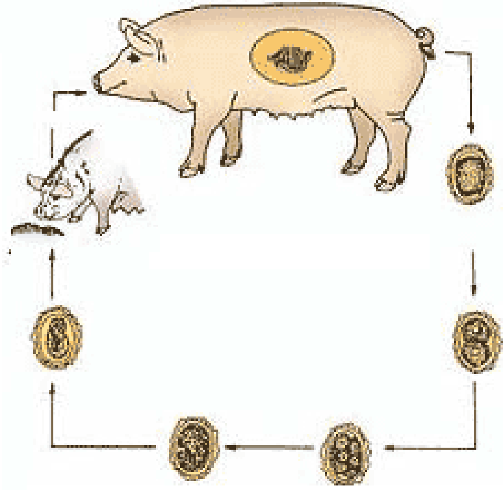  p>猪蛔虫病(ascariosis)是由猪蛔虫寄生于猪小肠