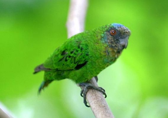  p>吉温侏鹦鹉(学名:micropsitta geelvinkiana)仅有2个亚种,是鹦鹉科