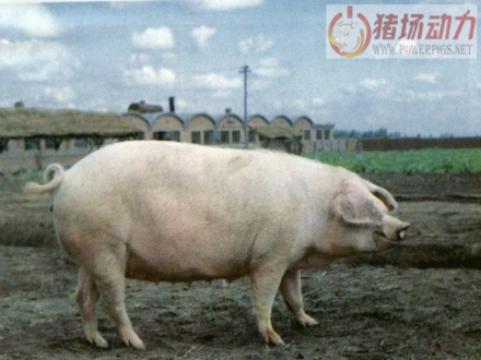 三江白猪（三江地区的白猪）_百度百科