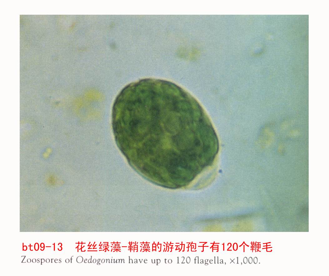  p>巨大鞘丝藻是一种有毒的藻类,广泛分布于中国海域.