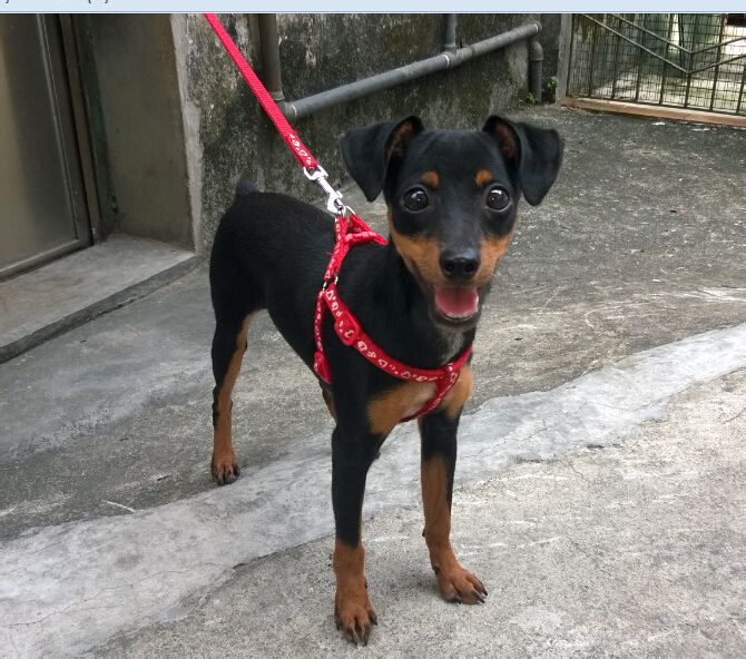  p>迷你杜宾犬起源于19世纪的 a href="#" data-lemmaid="147953">