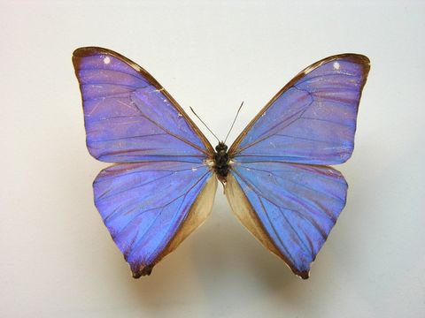  p>安东尼斯闪蝶,morpho adonis (cramer,1779),鳞翅目,蛱蝶科,闪蝶属