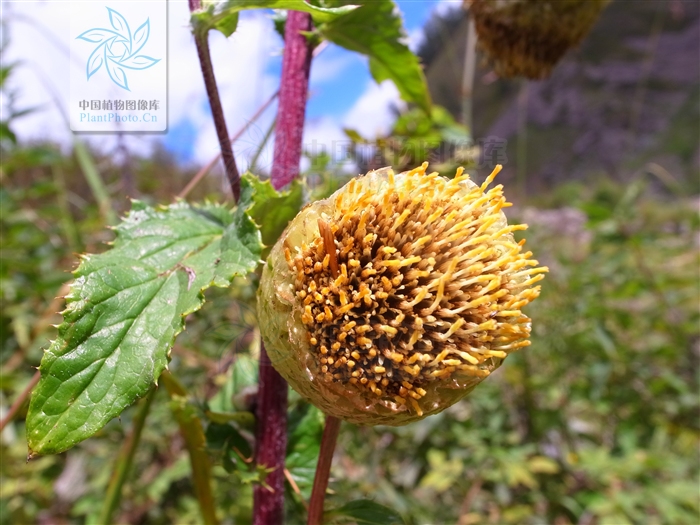 它的茎直立,单生;小花黄色;瘦果偏斜长倒卵形或长倒卵形;花果期9月.