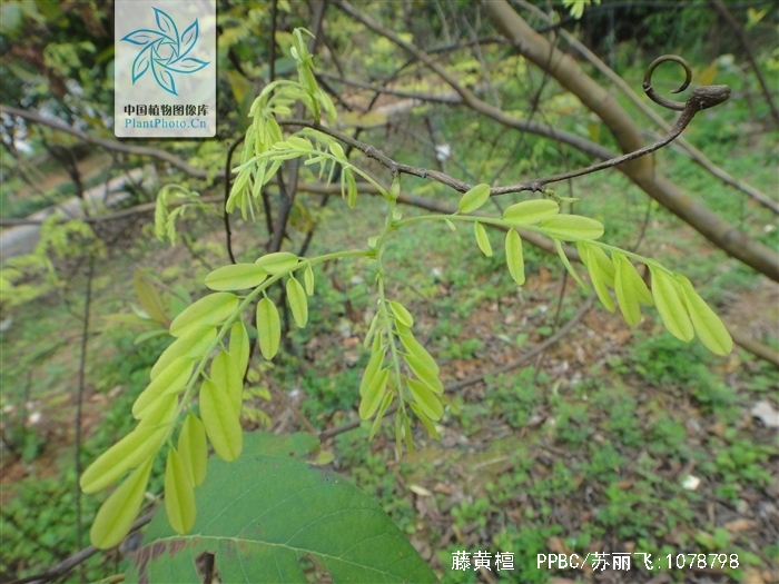  p>藤黄檀(学名: i>dallergiahancai /i>  benth),又名小叶降真香,是