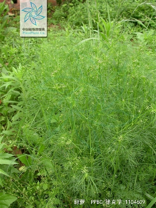  p>莳萝(学名:anethum graveolens l.)是伞形科莳萝属植物.