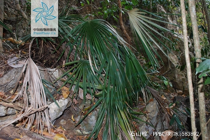  p>石山棕( i>guihaia argyrata /i> (s. k. lee et f. n. wei) s. k.