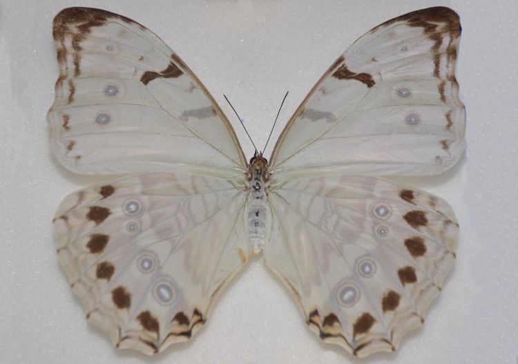 p>大白闪蝶(学名:morpho luna),鳞翅目 a href="#">蛱蝶科 /a>闪蝶属