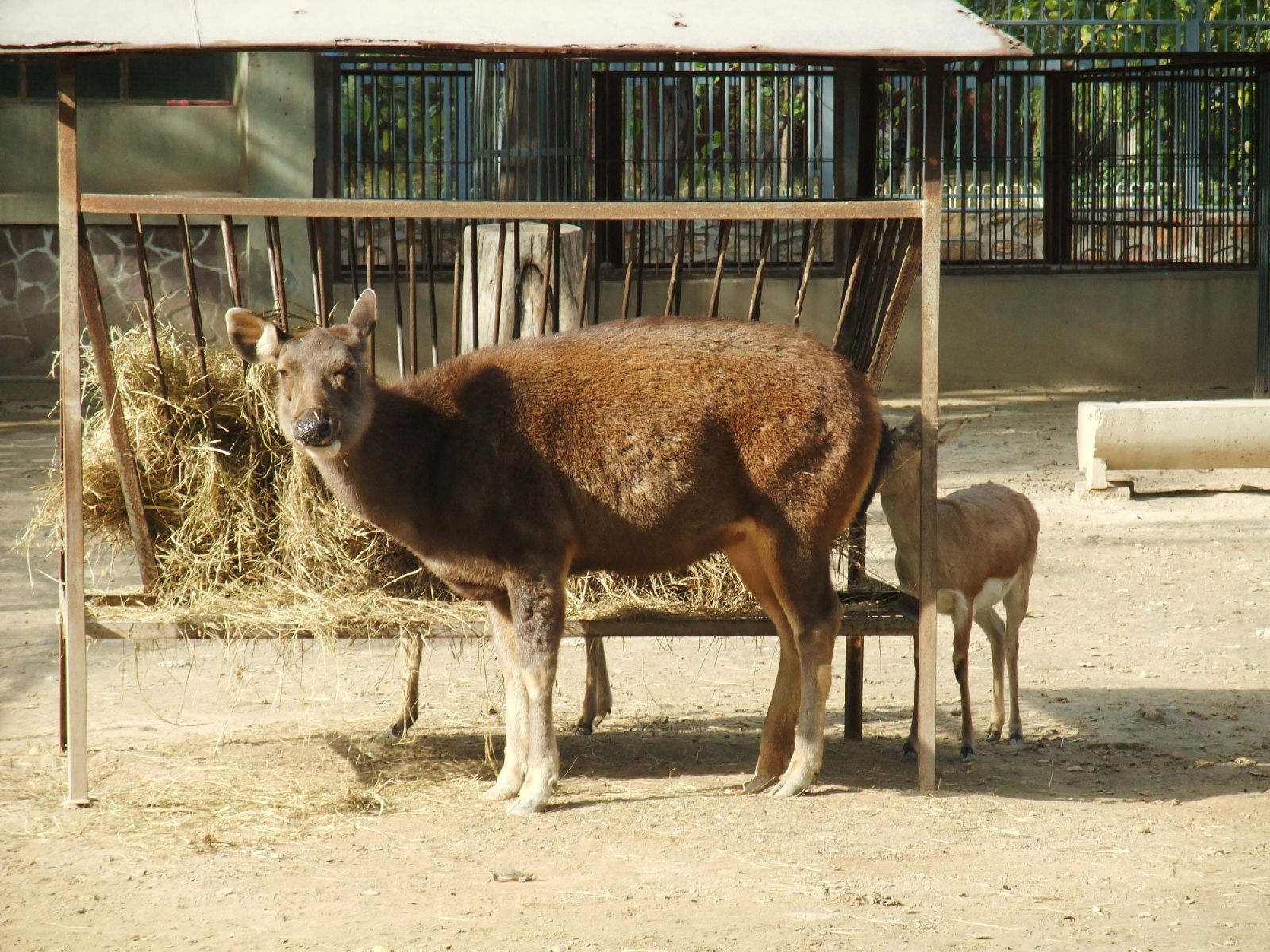  p>水鹿(学名: i>rusa unicolor /i>)体型粗壮接近 a target="_blank"
