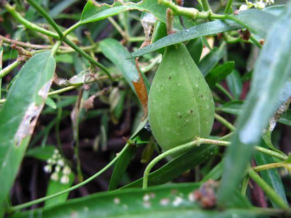  p>是多年生草本植物, 高15-20厘米,植株及果实含有白色的乳汁,含量