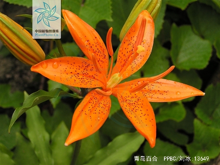  p>青岛百合(学名: i>lilium tsingtauense /i>)又名 a target="