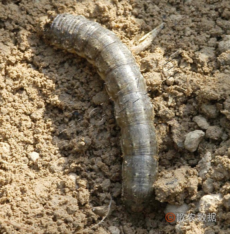 id="tinnj49njmcn">小地老虎是鳞翅目夜蛾科地老虎属昆虫,又称地蚕