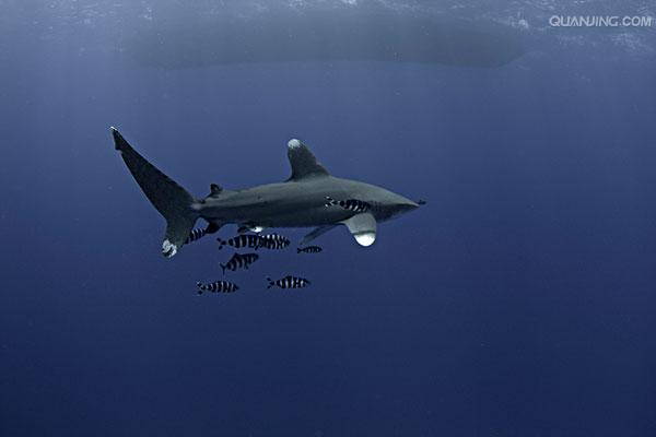远洋白鳍鲨