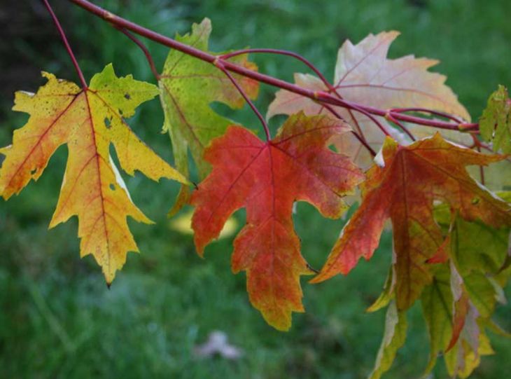  p>银白槭(学名:  i> i>acer /i>  i>saccharinum /i> /i> l.