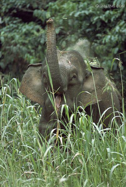 婆罗洲侏儒象