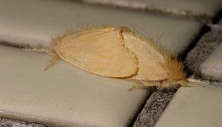 茶树台湾黄毒蛾