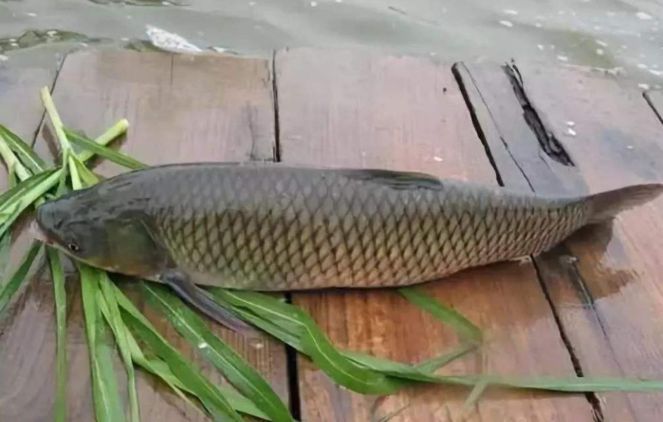  p>草根鱼,属 a target="_blank" href="/item