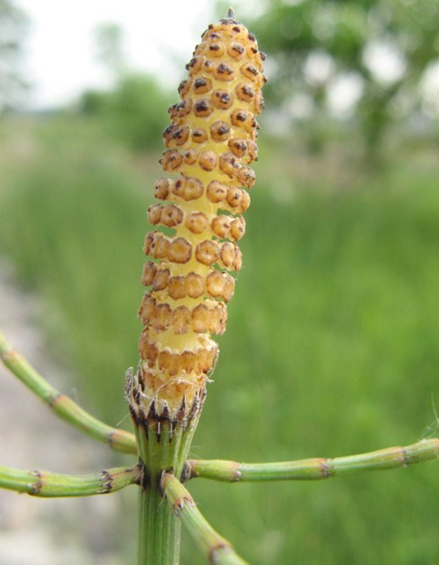  p>大木贼草是一种长管状植物,属于中药药材. /p>