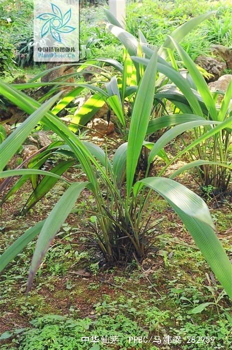  p>中华仙茅(学名:curculigo sinensis)是 a href="#" data-lemmaid="