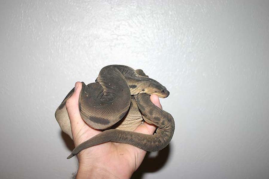 acrochordus granulatus)又名疣鳞蛇,是蛇亚目瘰鳞蛇科下的一个品种