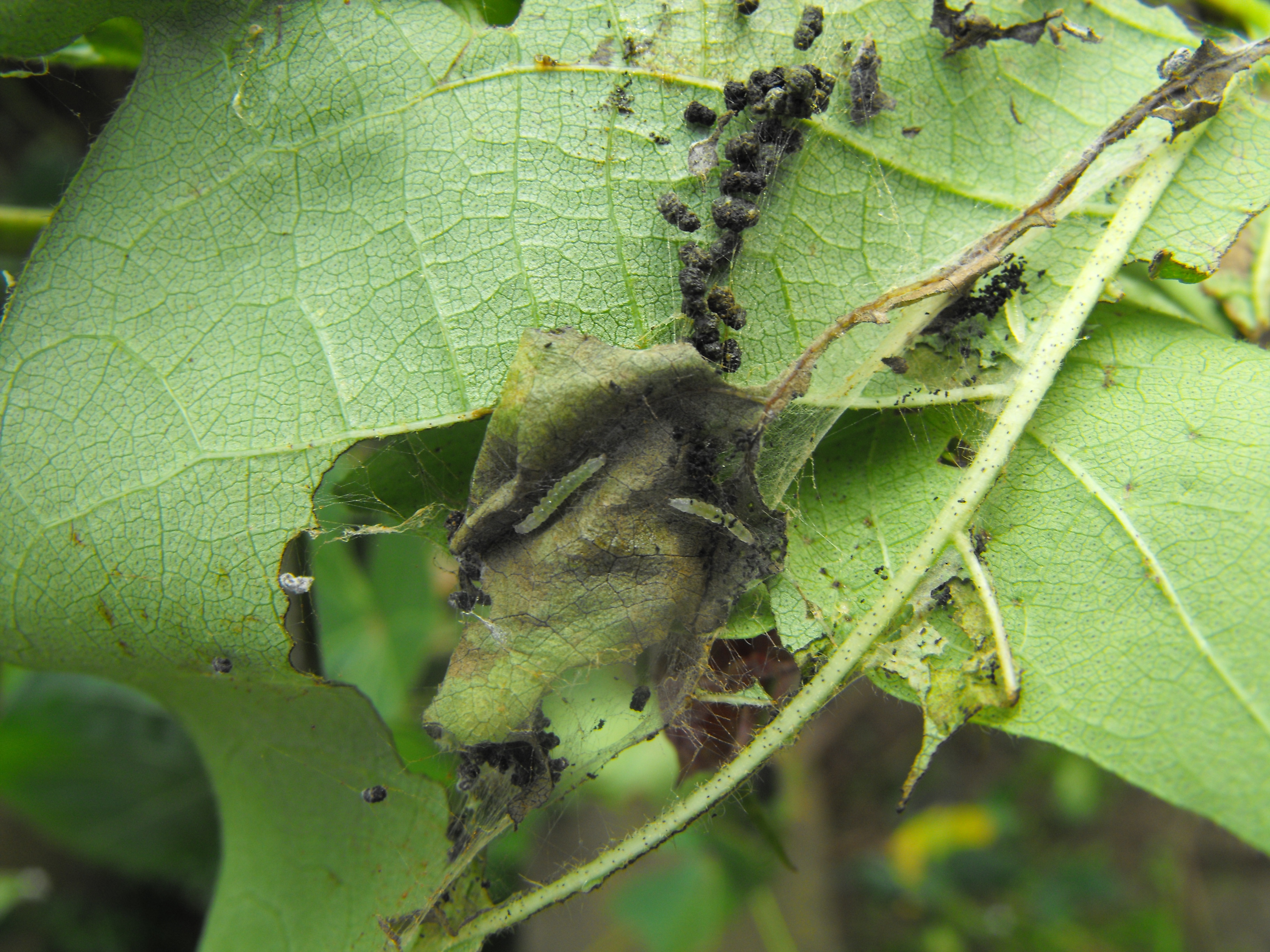  p> a href="#" data-lemmaid="1914804">棉斜纹夜蛾 /a>(学名: i>pro