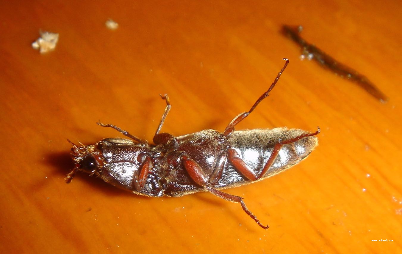  p>叩甲科,为叩甲总科中最大的科,广布全世界,已知超过1万种,体形多