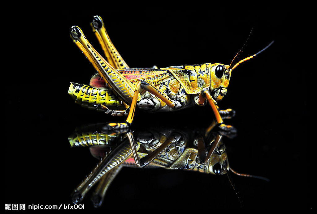  p>不完全变态发育是生物的一种发育类型.